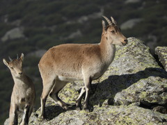 Capra pyrenaica victoriae
