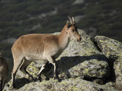 Capra pyrenaica victoriae
