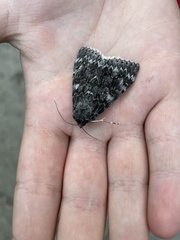 Catocala californica