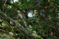 Tangara labradorides