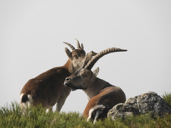 Capra pyrenaica victoriae