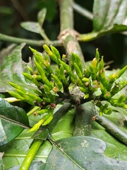 Oxyanthus speciosus