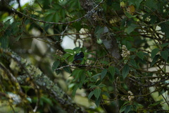 Tangara labradorides