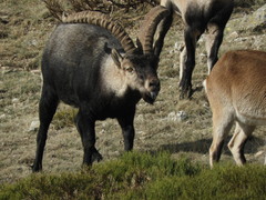 Capra pyrenaica victoriae
