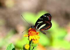 Heliconius atthis