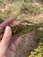 Calidea dregii