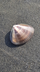 Meretrix