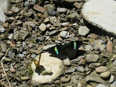 Diaethria clymena