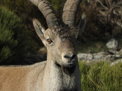 Capra pyrenaica victoriae