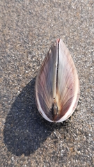 Meretrix