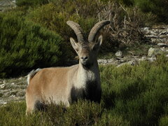 Capra pyrenaica victoriae