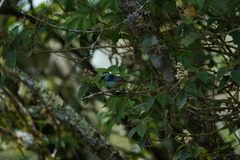 Tangara labradorides