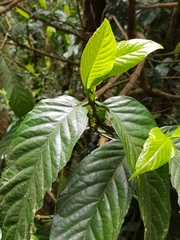 Oxyanthus speciosus
