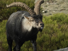 Capra pyrenaica victoriae