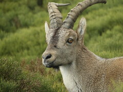 Capra pyrenaica victoriae