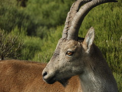 Capra pyrenaica victoriae