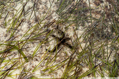 Ophiocoma scolopendrina