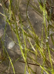 Halodule wrightii