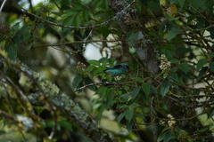 Tangara labradorides