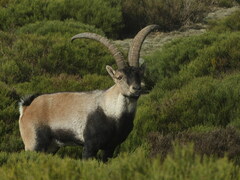Capra pyrenaica victoriae