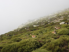 Capra pyrenaica victoriae