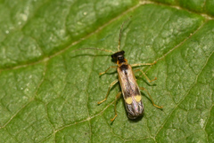 Malthinus balteatus