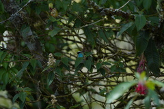 Tangara labradorides