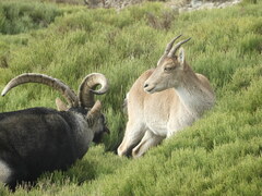 Capra pyrenaica victoriae