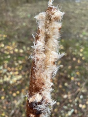 Typha latifolia