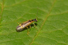 Malthinus balteatus