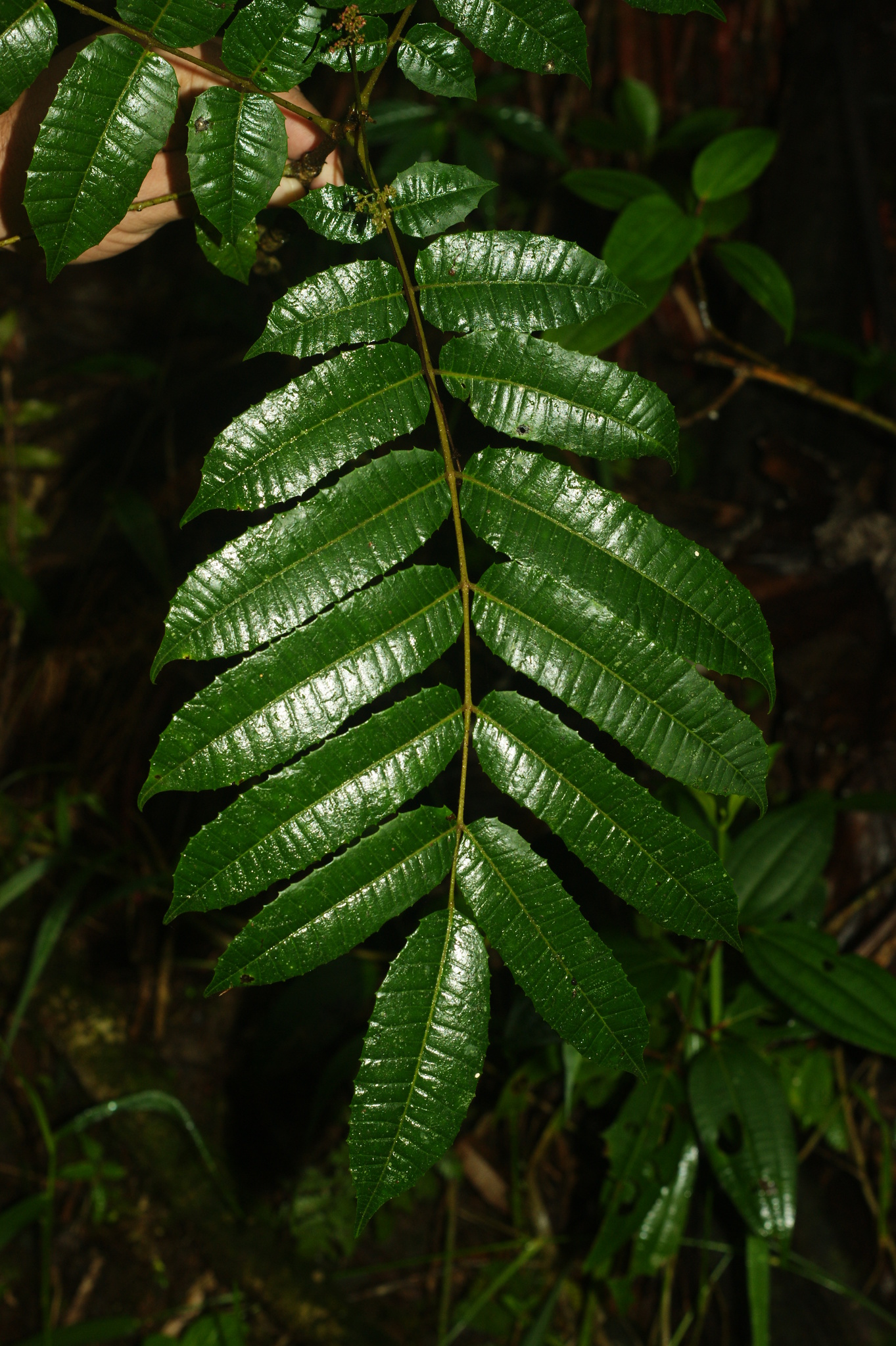 Comocladia glabra