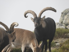 Capra pyrenaica victoriae