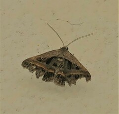 Acantholipes trimeni