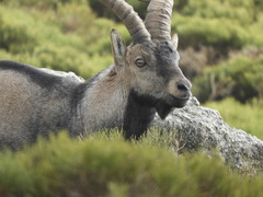 Capra pyrenaica victoriae