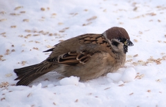 Passer montanus