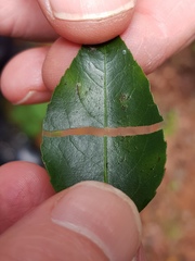 Maytenus acuminata acuminata