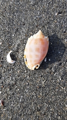 Phalium decussatum