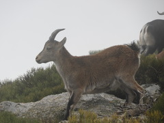 Capra pyrenaica victoriae