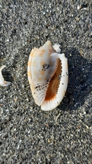 Phalium decussatum