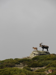 Capra pyrenaica victoriae