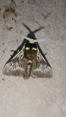 Megalopyge albicollis