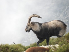 Capra pyrenaica victoriae