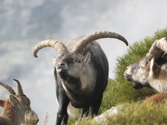 Capra pyrenaica victoriae