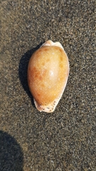 Naria erosa