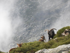 Capra pyrenaica victoriae