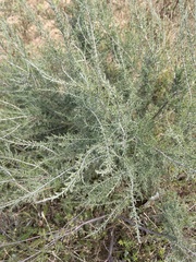 Dicerothamnus rhinocerotis