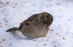 Passer domesticus