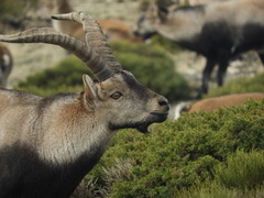 Capra pyrenaica victoriae