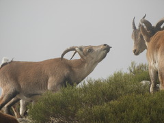 Capra pyrenaica victoriae