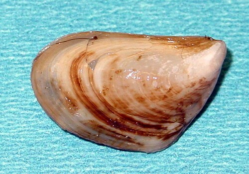 Quagga Mussel